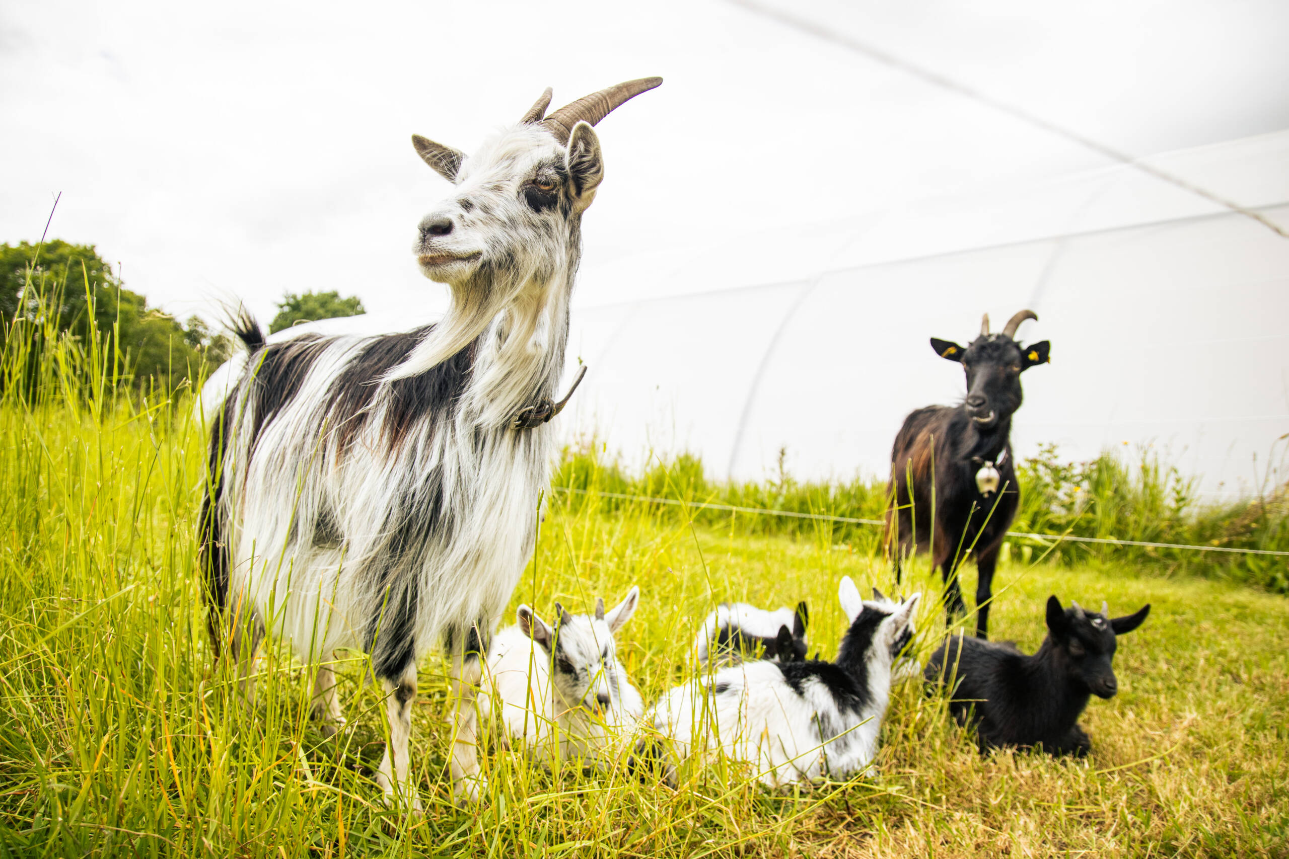 Déposer une annonce (don, recherche ou vente d’animaux)