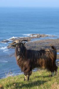 vauville bruno paysant15